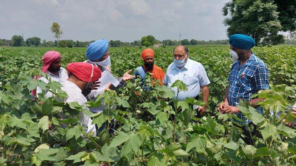 INDIA: Cotton harvesting in Punjab to get delayed, picking begins from September 15